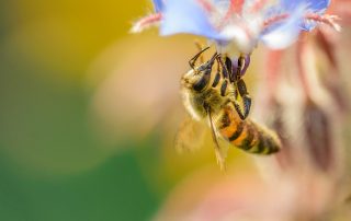 Fokus Biene an Blüte