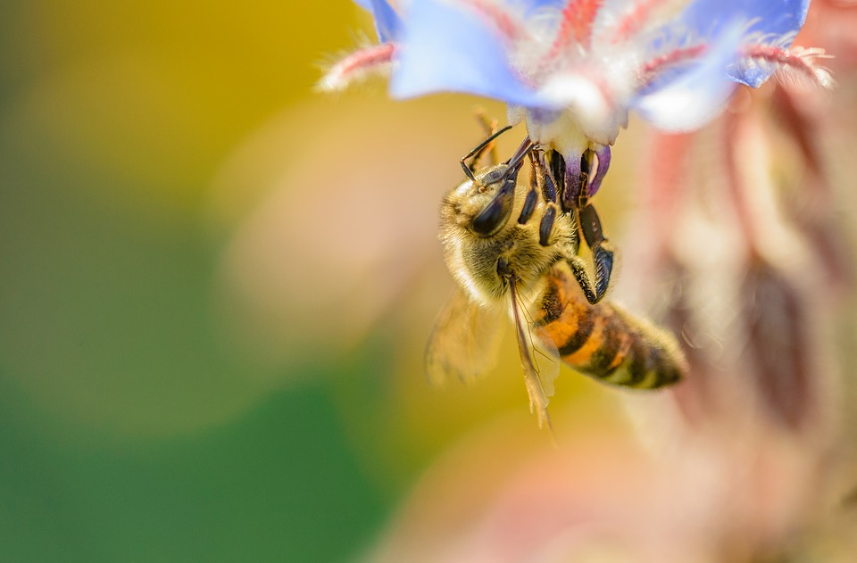 Fokus Biene an Blüte