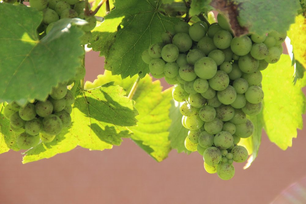 grüne Weintrauben an der Rebe