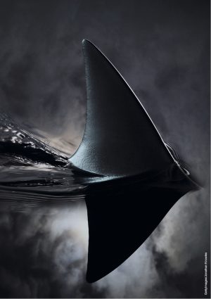 schwarze Haiflosse im Wasser
