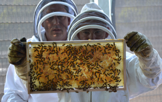 Imker hält Bienenwabe mit Bienen fest