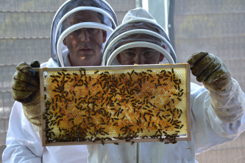 Imker hält Bienenwabe mit Bienen fest