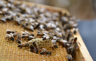 Bienen auf einer Bienenwabe