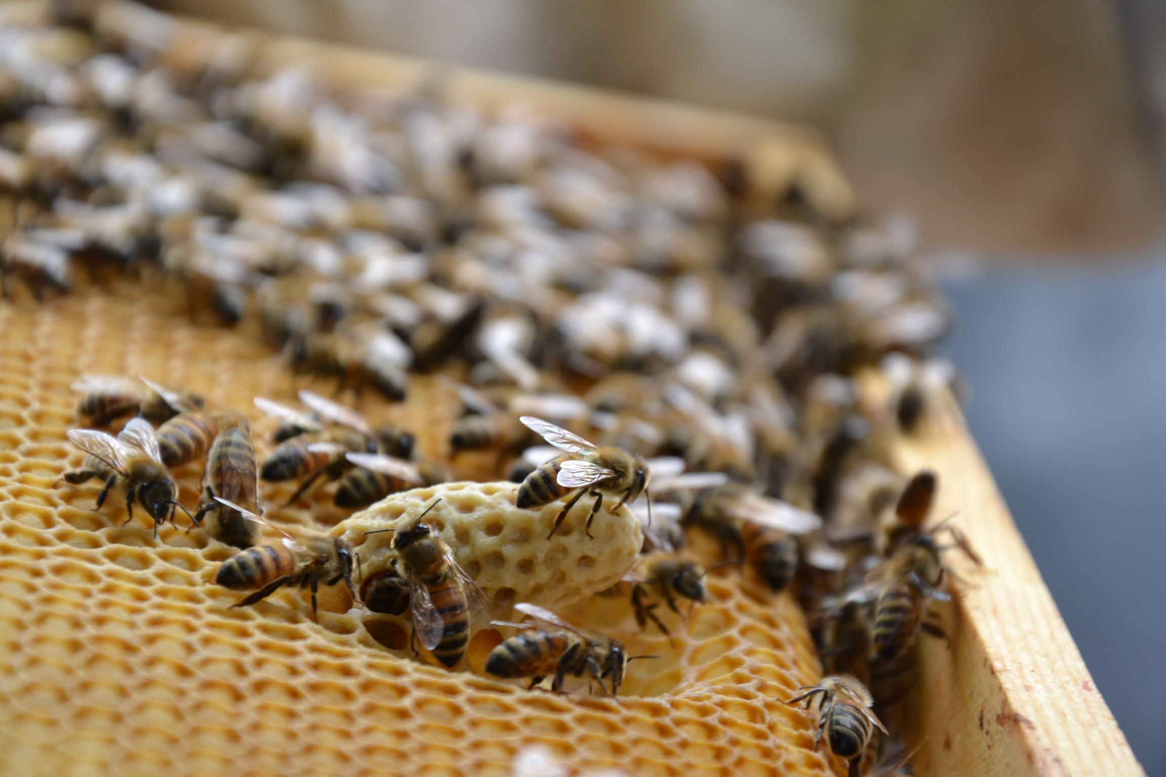 Bienen auf einer Bienenwabe