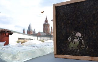 Imkerkasten mit Bienen auf dem Dach des „kleinen Hauses“ des Staatstheaters Mainz