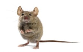 Die wilde Hausmaus