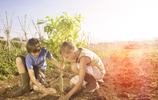 Kinder pflanzen gemeinsam einen Baum auf einem Feld