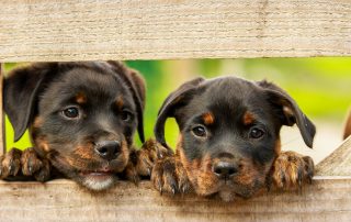 Hundewelpen