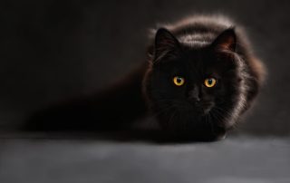 dunkle Katze vor schwarzem Hintergrund