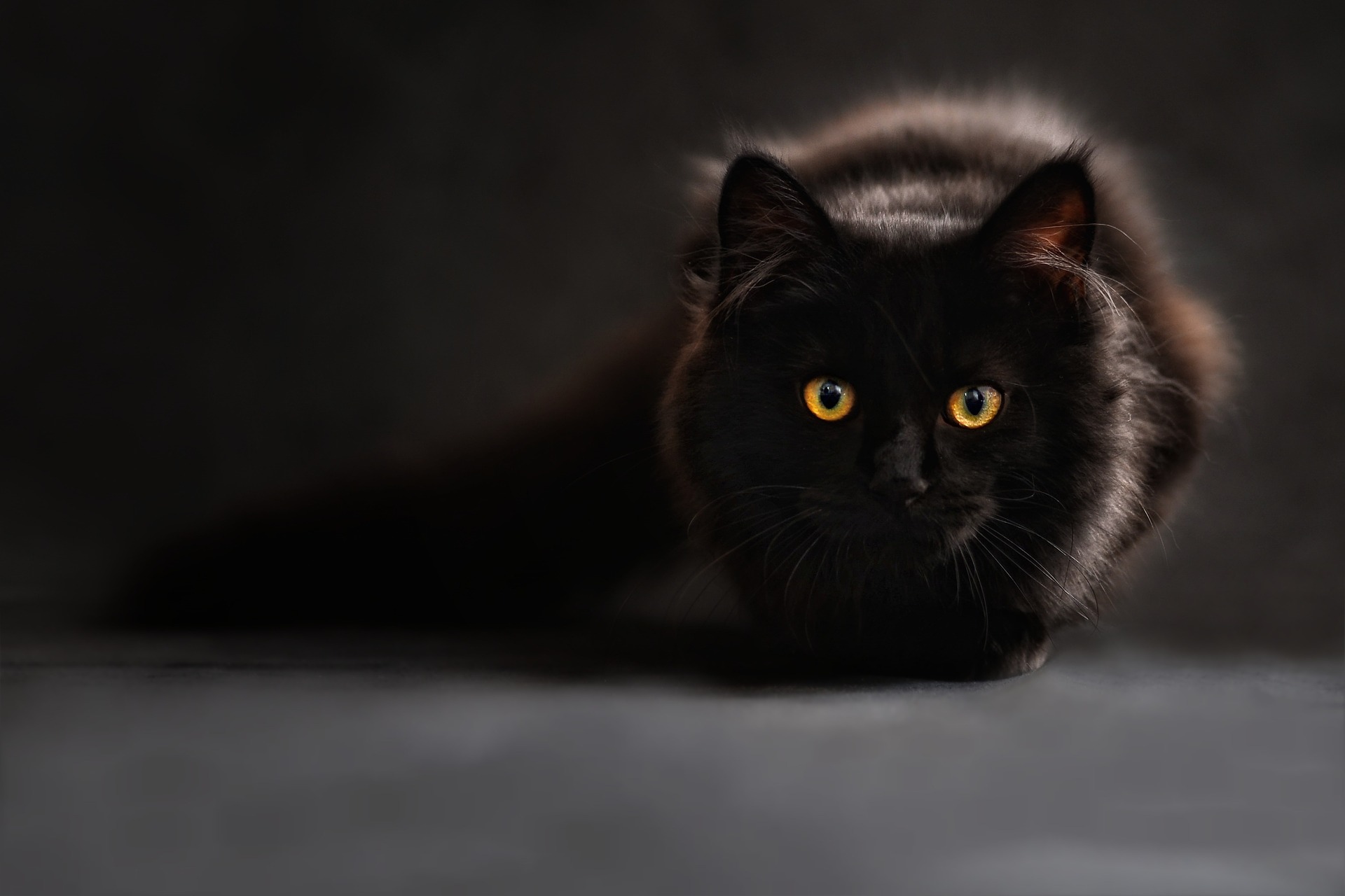 dunkle Katze vor schwarzem Hintergrund
